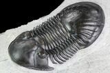 Paralejurus Trilobite Fossil - Top Quality Specimen #105163-1